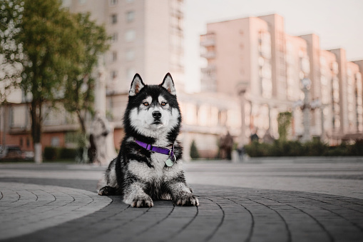 Siberian Husky dog in the city center