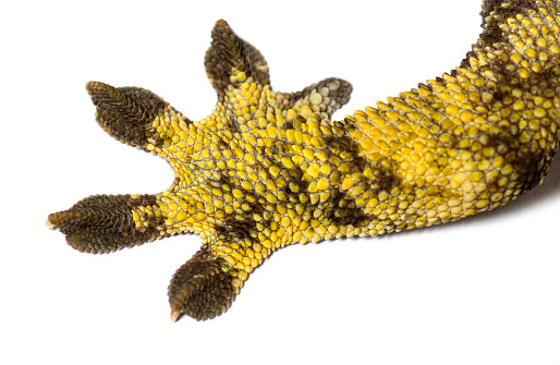 Legs and feet of a Crested gecko, Correlophus ciliatus
