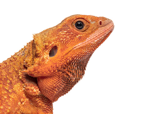 Head shot of a pogona super extrem red super transparent, isolated on white