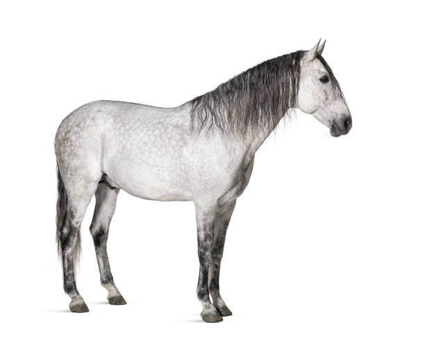 istock White lusitano horse standing in front, side view  isolated on white 1413976789