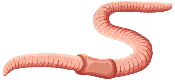 Earthworm Anatomy Concept Vector Stock Illustration - Download Image Now -  Anatomy, Earthworm, Art - iStock