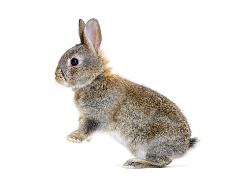 Side view of a Young European rabbit Bunny jumping, Oryctolagus cuniculus
