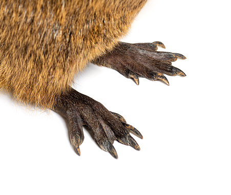 Close-up of the webbed feet of a Nutria or Coypu, Myocastor coypus, isolated on white