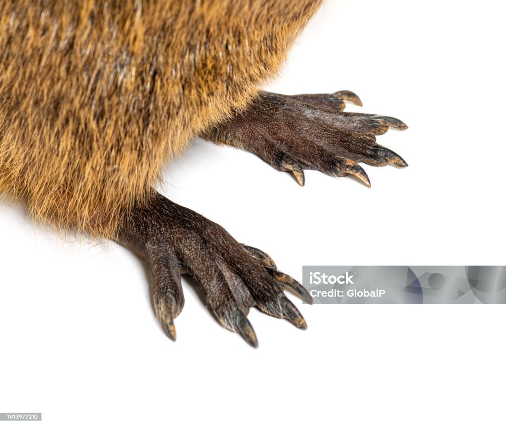 Close-up of the webbed feet of a Nutria or Coypu, Myocastor coypus, isolated on white Nutria Stock Photo