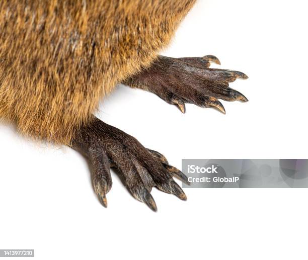 Closeup Of The Webbed Feet Of A Nutria Or Coypu Myocastor Coypus Isolated On White Stock Photo - Download Image Now