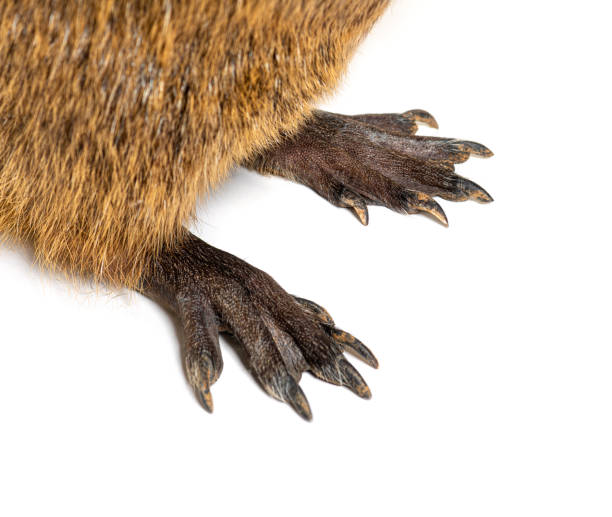 close-up of the webbed feet of a nutria or coypu, myocastor coypus, isolated on white - webbed foot imagens e fotografias de stock