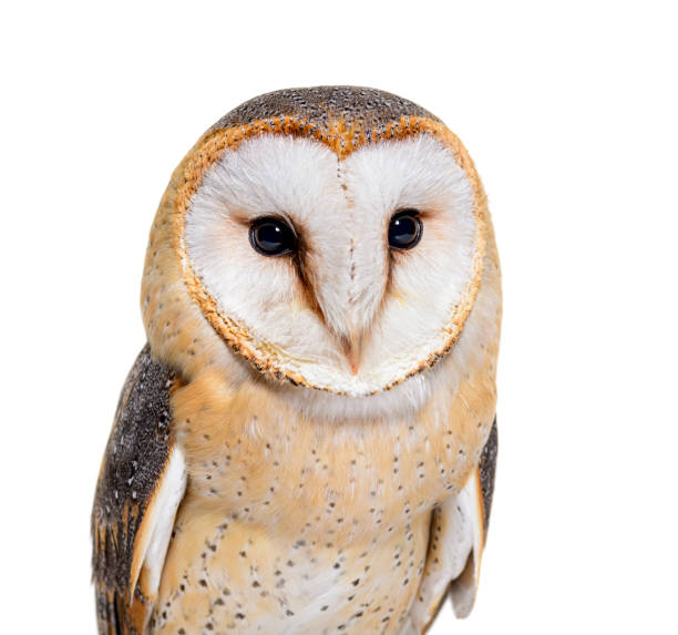 istock close up on a Barn Owl head, Tyto alba, isolated on white 1413977367