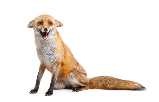 istock Red fox making a face, two years old, isolated on white 1413977419