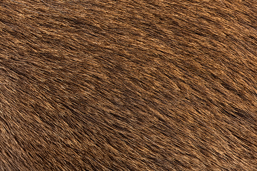 Macro of Female red deer hair