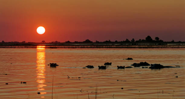 istock Hippopotamus against sunset 1413978753