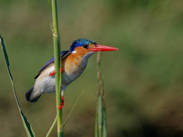 istock Malachite Kingfisher of the Chobe River 1413979353