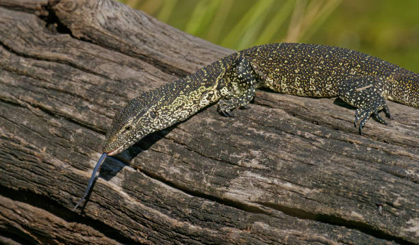 istock Water monitor lizard on branch 1413979383