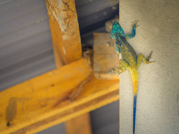 istock A black necked agama sitting on a wall 1413979685