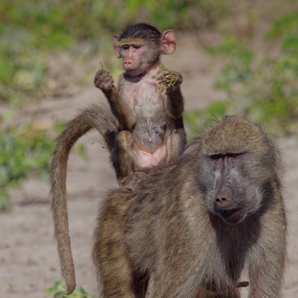 istock Baboons of the Chobe River 1413980817