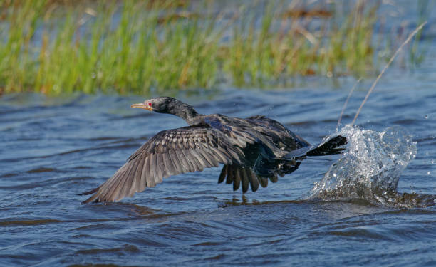 Reed Cormorant taking off Reed Cormorant taking off from water with water splashes in Chobe River, Chobe National Park phalacrocorax africanus stock pictures, royalty-free photos & images