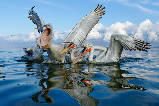 one pelican cleaning it's feathers by the blue water's edge with water background