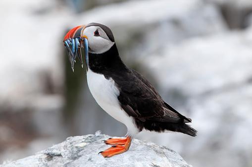Puffin with fish (Fratercula arctica)
