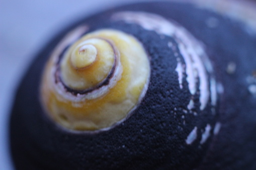 Black sea shell