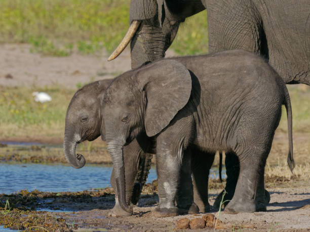 istock Elephants of the Chobe River 1413980948