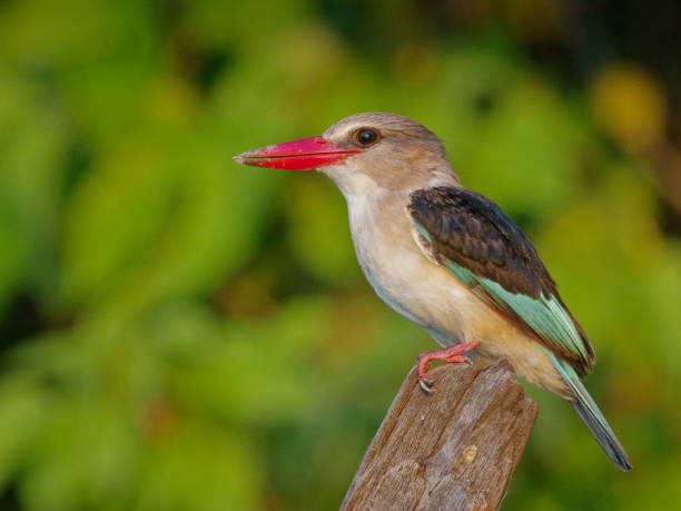 istock Brown-hooded Kingfisher on tip of trunk 1413980986
