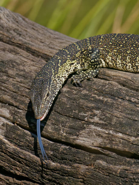 istock Water monitor lizard on branch 1413981199