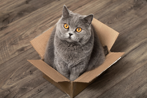 Fluffy and adorable cat in a cardboard box