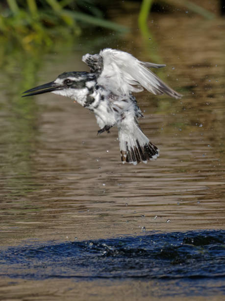 istock Pied Kingfisher emerging from water 1413981268