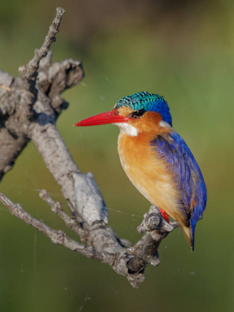 istock Malachite Kingfisher of the Chobe River 1413981295