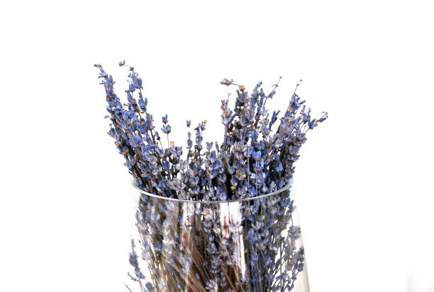 ドライラベンダーの花束。 - lavender dried plant lavender coloured bunch ストックフォトと画像