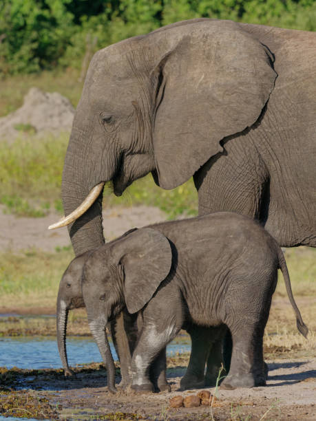 istock Elephants of the Chobe River 1413982256