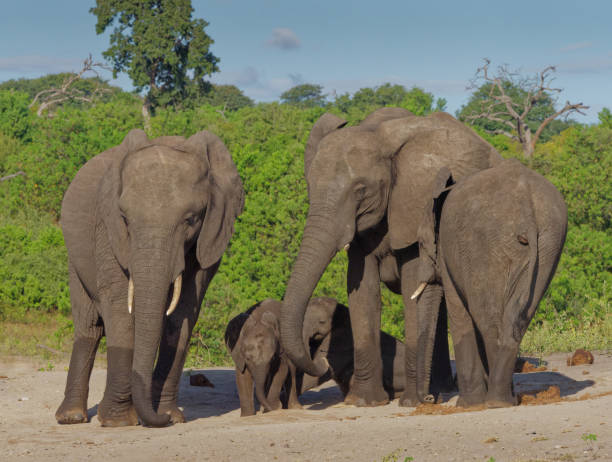 istock Elephants of the Chobe River 1413982314