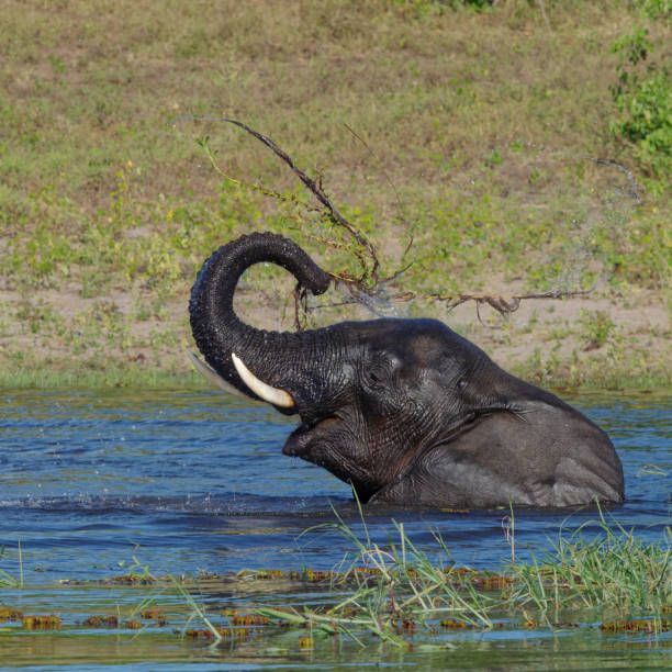 istock Elephants of the Chobe River 1413982336