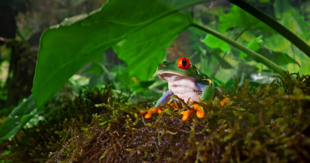 istock Red-eyed tree frog sitting on moss 1413982378