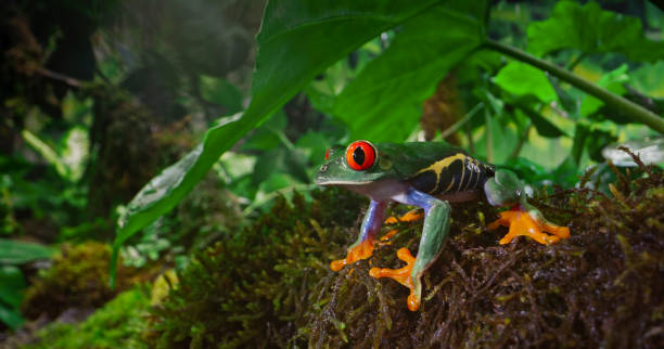 istock Red-eyed tree frog sitting on moss 1413982391