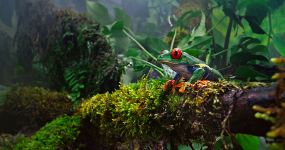 Red-eyed tree frog sitting on moss in rainforest.