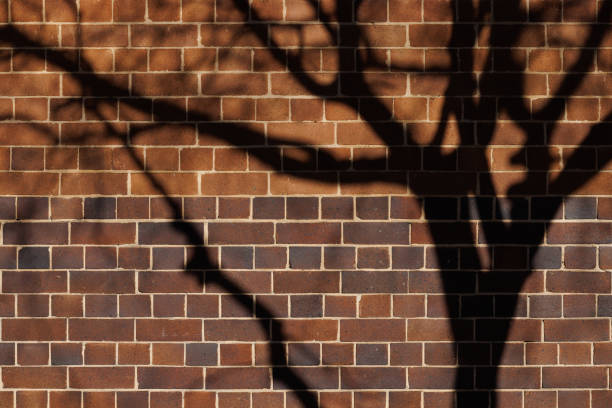 Old brick wall with shadows from a nearby tree.