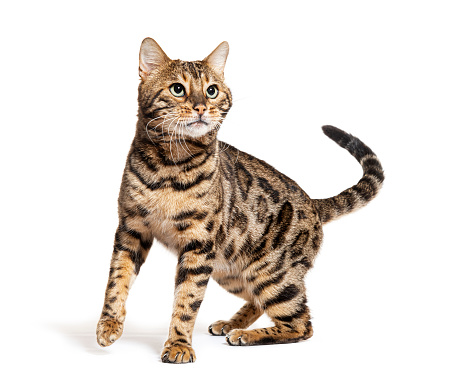 Bengal cat looking up, isolated on white