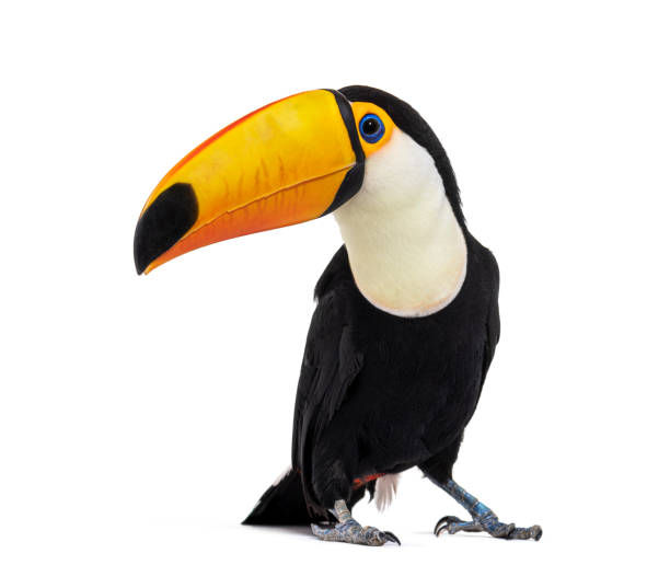 istock Toucan toco, Ramphastos toco, isolated on white 1413985721