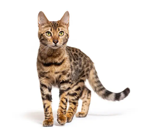 Photo of Bengal cat walking towards to the camera, isolated on white