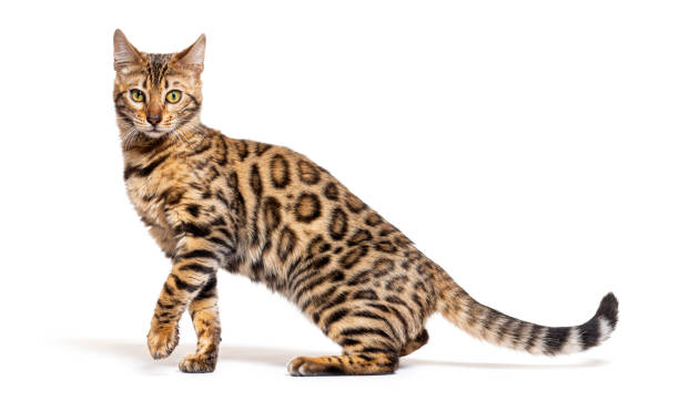 istock Side view of a Bengal cat pawing, isolated on white 1413985770