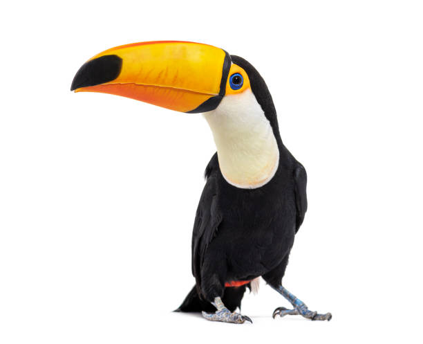 Toucan toco, Ramphastos toco, isolated on white Toucan toco, Ramphastos toco, isolated on white ornithology stock pictures, royalty-free photos & images