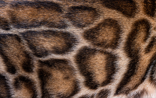Macro close-up on the Brown bengal cat hair