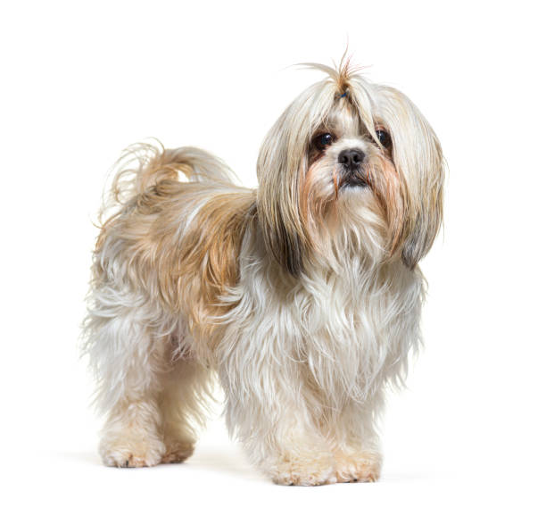 Groomed Shih tsu dog, isolated on white Groomed Shih tsu dog, isolated on white tibetan lion dog stock pictures, royalty-free photos & images