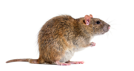 Side view of a brown rat On its hind legs, Rattus norvegicus, isolated