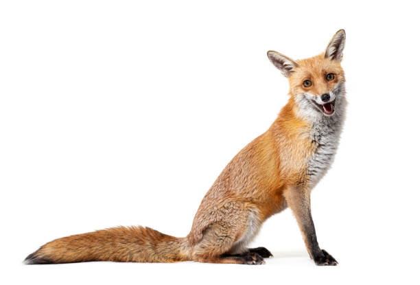istock Side view of a Red fox looking at camera, two years old, isolated on white 1413986192