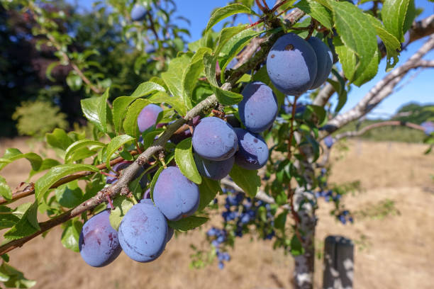 istock Bradley's King Damson, Prunus insititia 1413986352