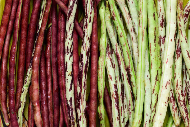 istock Yardlong bean various colors from organic local farmer market 1413988030