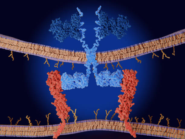 istock Chimeric antigen receptor (CAR) therapy: Engineered receptor binds to PD-L1 molecules on a cancer cell 1413988993