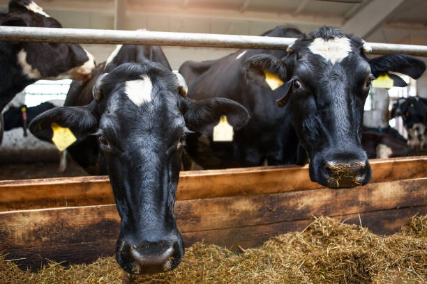 istock Two cows, black corral on a dairy farm. Dairy production. 1413992078