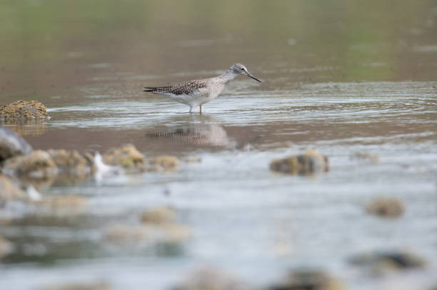 istock Lesser Yellow Legs in the Chemung River 1413992355